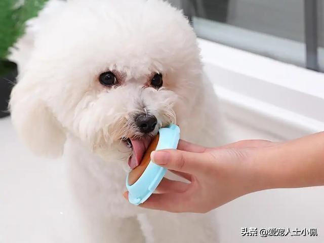 给比熊洗澡需要的东西,比熊犬能用硫磺皂洗澡吗