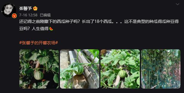 适合懒人家庭种菜100种,家里种菜这3种就够了