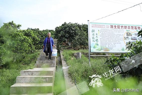 田间地头都是戏重庆奉节有个“犟老头”卖橙玩转直播