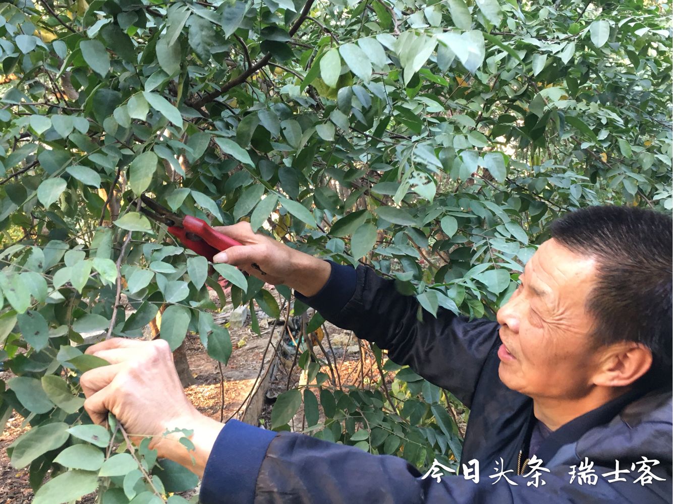 杨桃种植保果,怎样种出又大又甜的杨桃