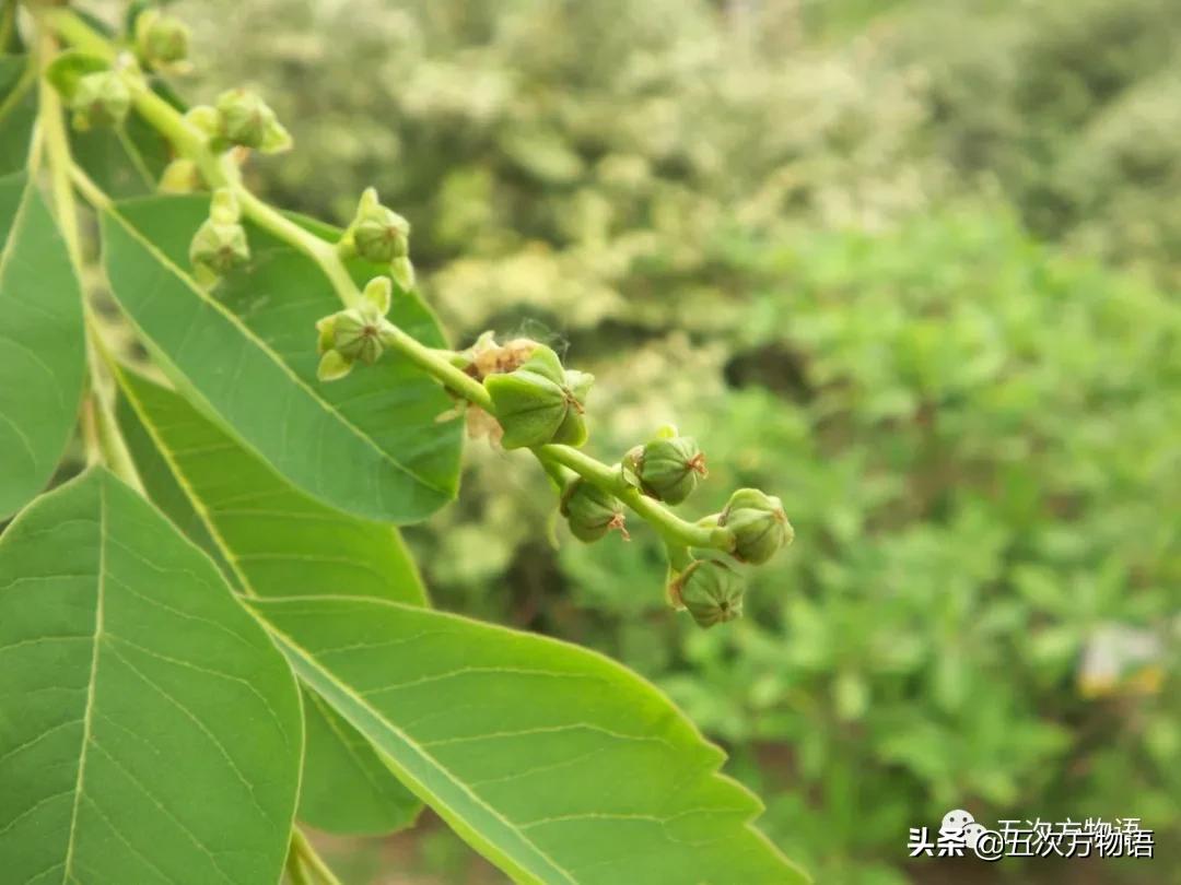 草莓上的小麻点是种子吗,草莓上的小麻点是什么呢