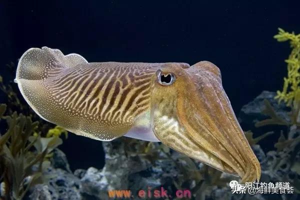 十种最受欢迎的海鱼,钓鱼人最爱的海鱼