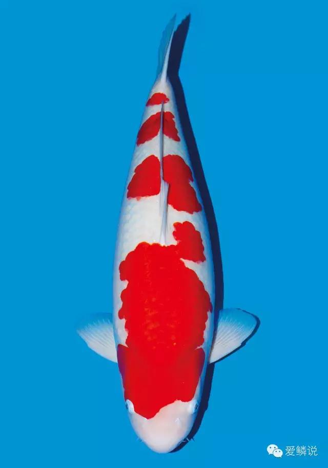 锦鲤受伤放什么药好使一点,锦鲤生病了能不能放两种以上的药