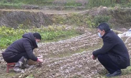 乡镇春耕生产项目,农业农村春耕管理方法