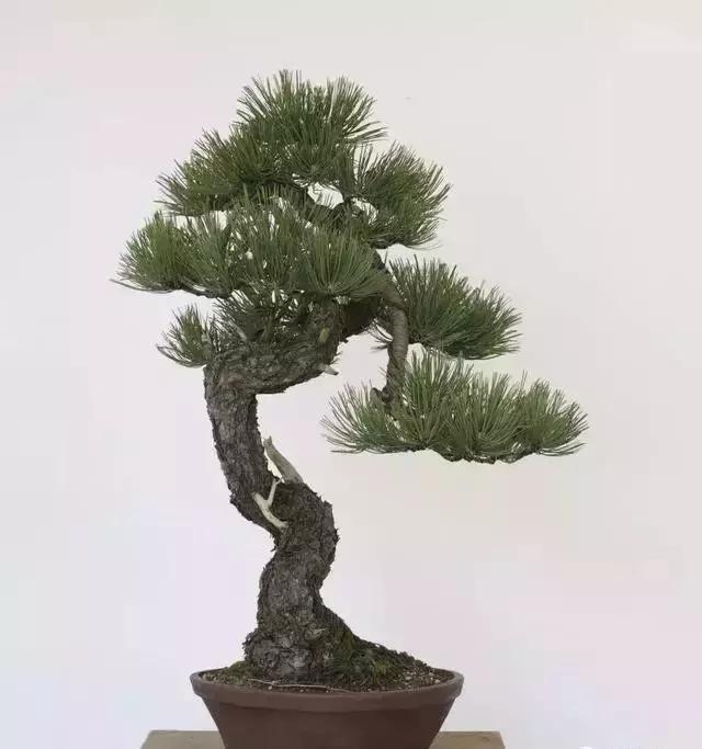 盆景的剪枝方法和技术,黑松盆景剪枝为什么不能一次到位