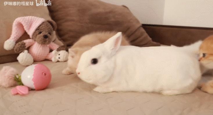 好不容易养大的猫被猪拱了,猫为什么喜欢被猪拱