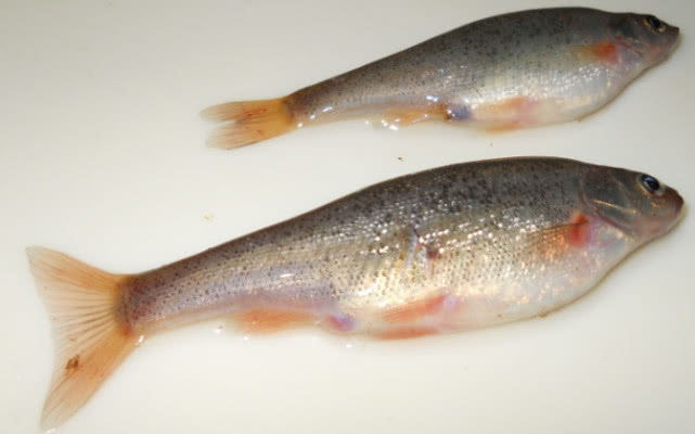 在中俄边界有这么一条原始河流,可以钓到冷水鱼“湖鱥”