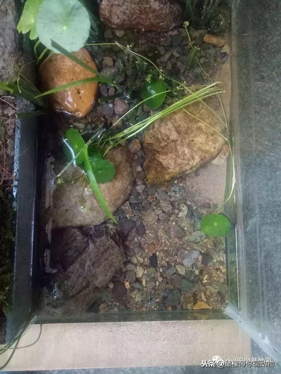 丛林造景黄缘龟池设计图大全,龟宝宝黄缘龟生态缸造景教程