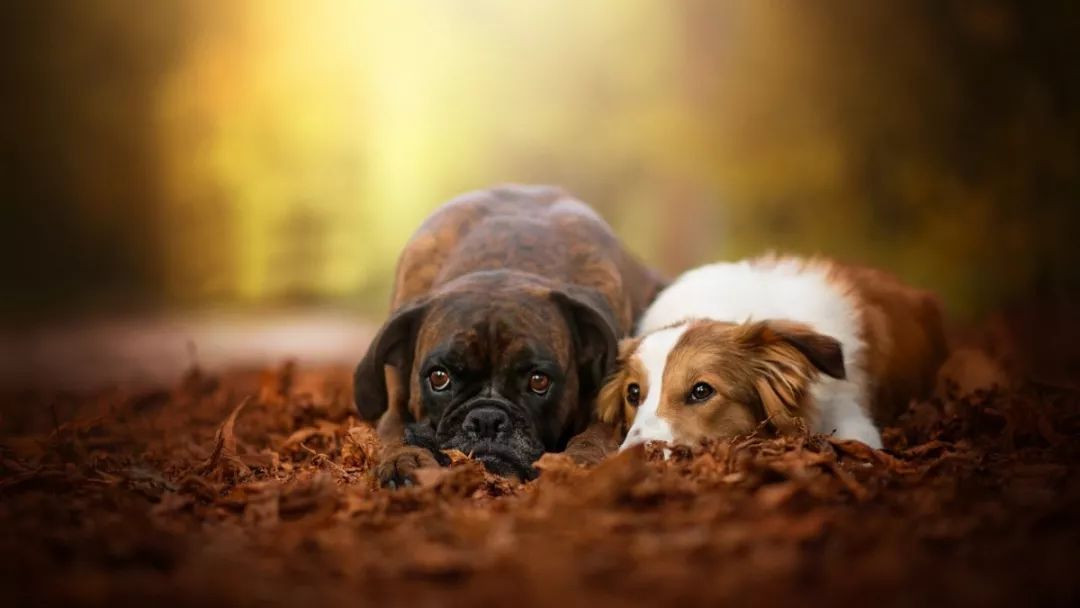 狗狗眼睛受伤了怎么看有没有瞎,狗狗眼睛问题大全