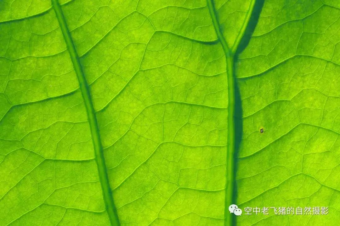 奥林巴斯12-100pro参数,奥林巴斯12-100pro镜头测评