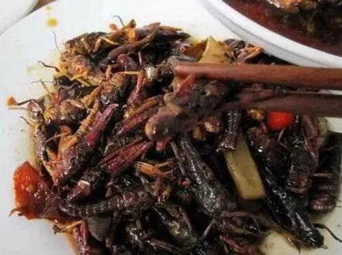 农村的虫子哪些可以卖,农村常见虫子图片以及价格大全