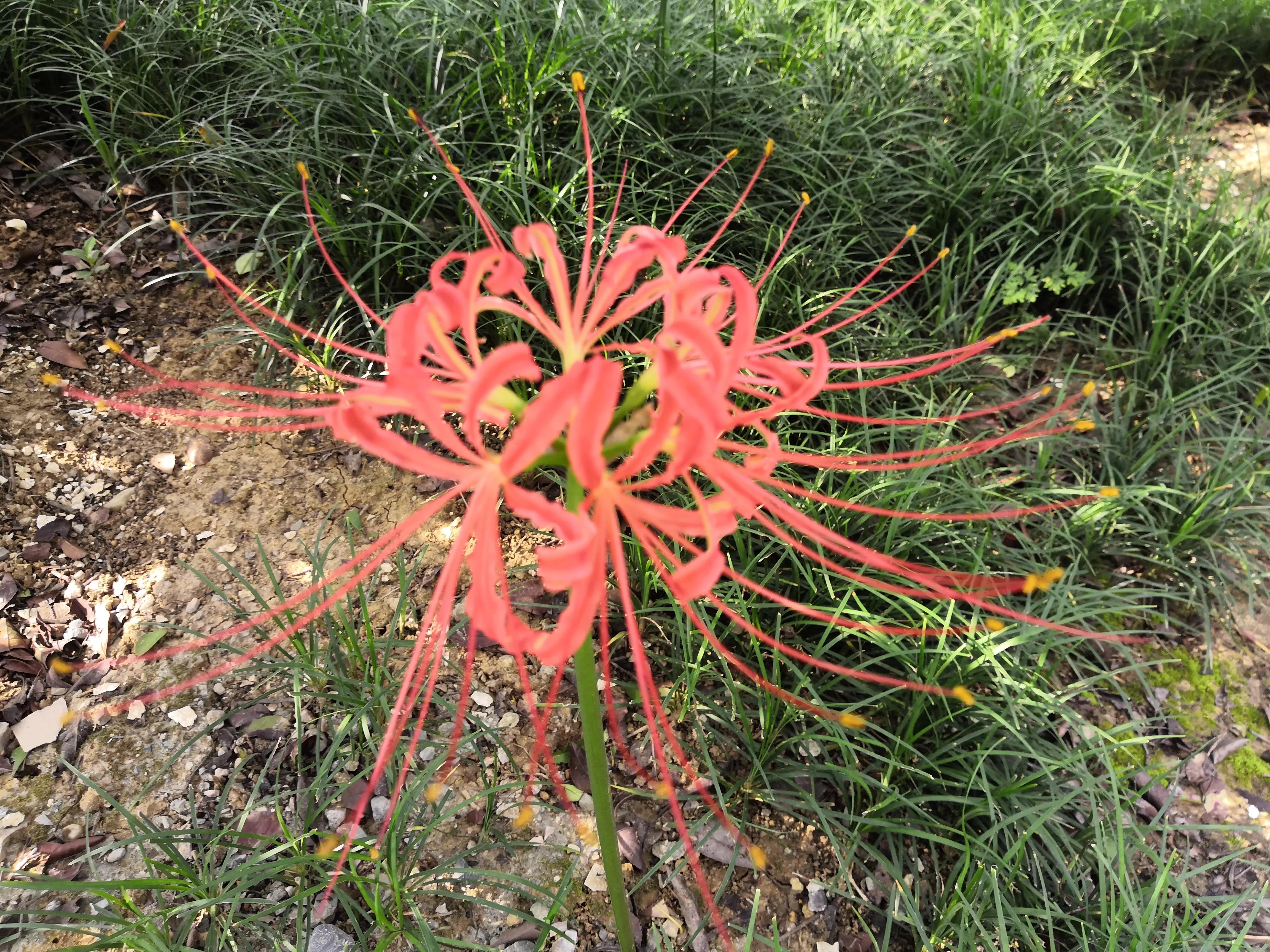 曼珠沙华有毒吗怎么养 (曼珠沙华有毒)