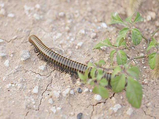 黑狐猴为什么吃马陆,狐猴为什么不怕马陆