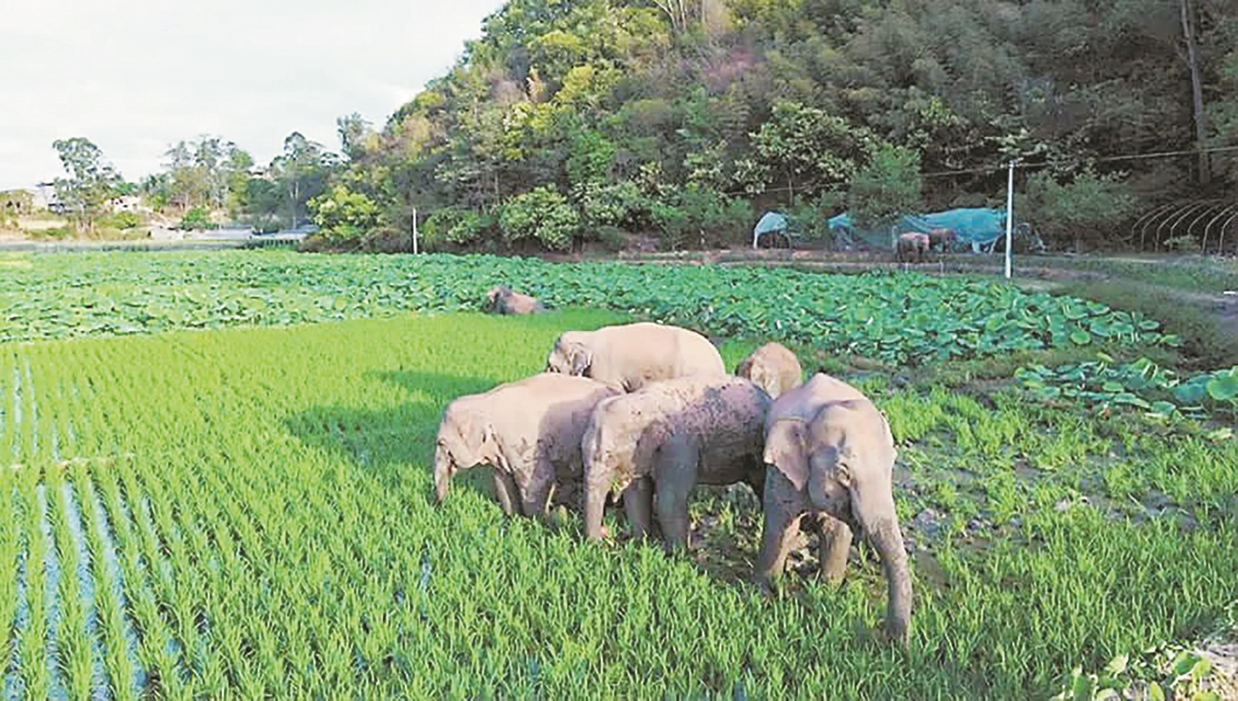 云南野象群将被劝返,云南野象群不走了