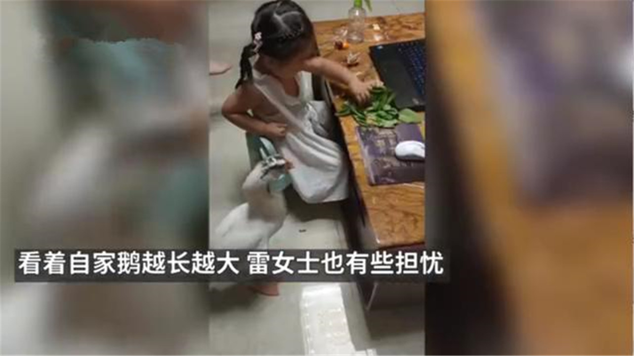 妈妈买小鹅当宠物越养越大,给小孩养鹅当宠物好吗
