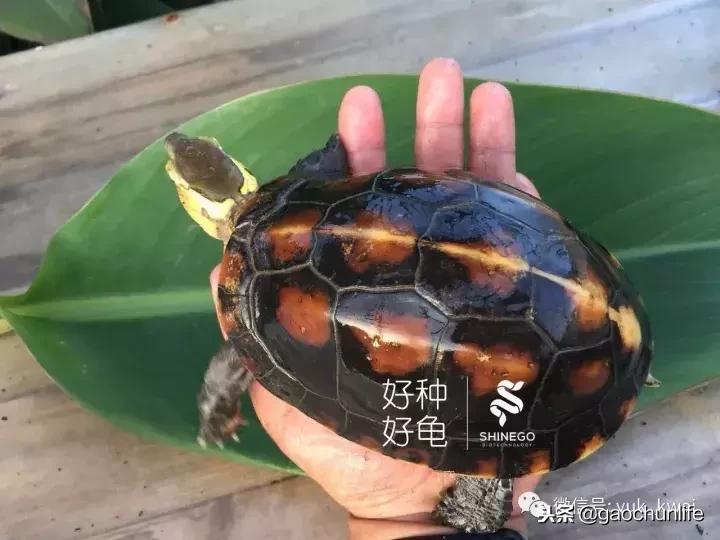 黄缘龟新手指南,怎么挑选黄缘龟