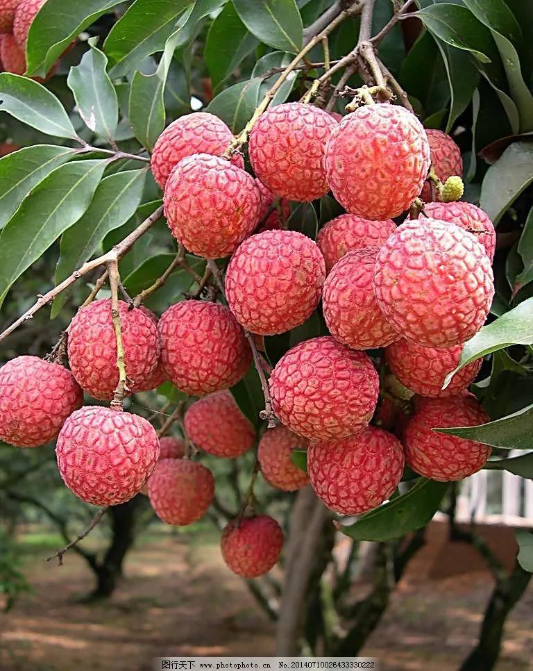 六种常见水果,中国常见水果品种图片及名称