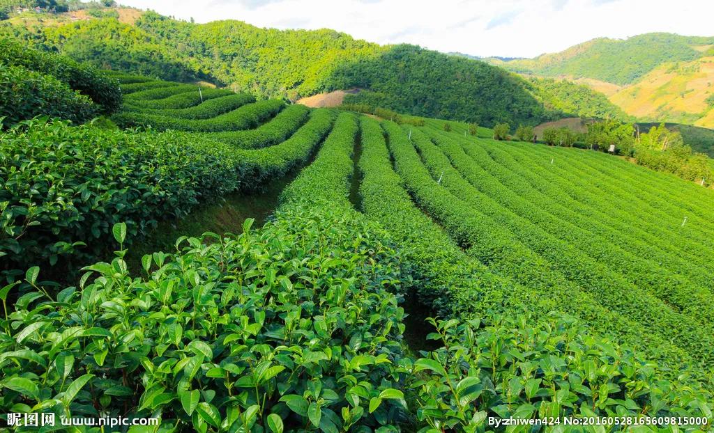 绿茶柠檬精油,冰爽薄荷柠檬绿茶