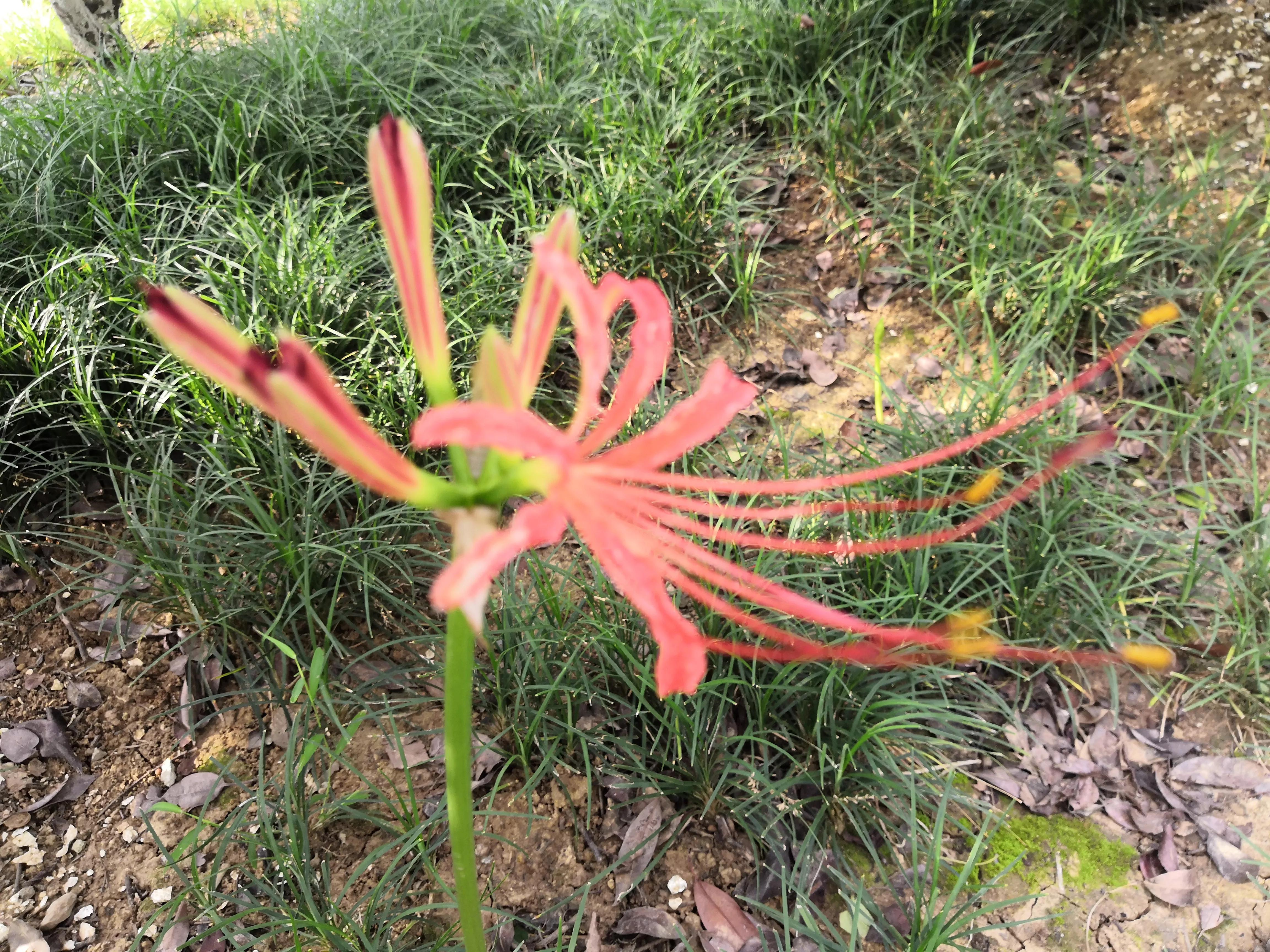 曼珠沙华有毒吗怎么养 (曼珠沙华有毒)