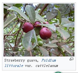 红心番石榴和白番石榴营养哪个好,番石榴跟芭乐是同一种水果吗