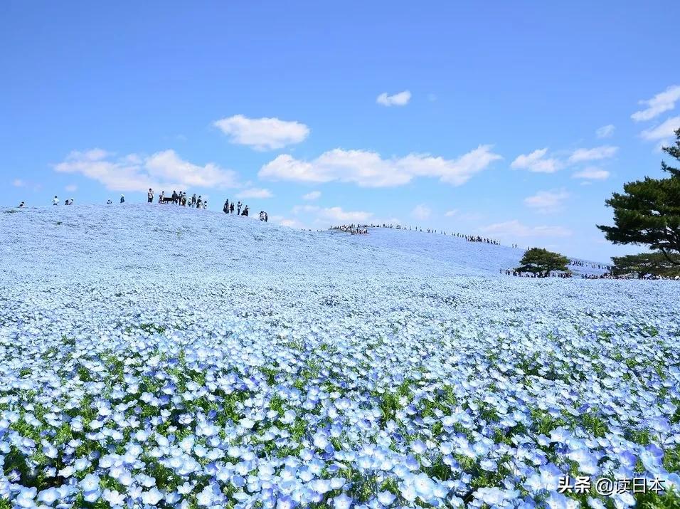 日本茨城连续7年被评魅力最低，可看了真实的她之后，我被美哭了