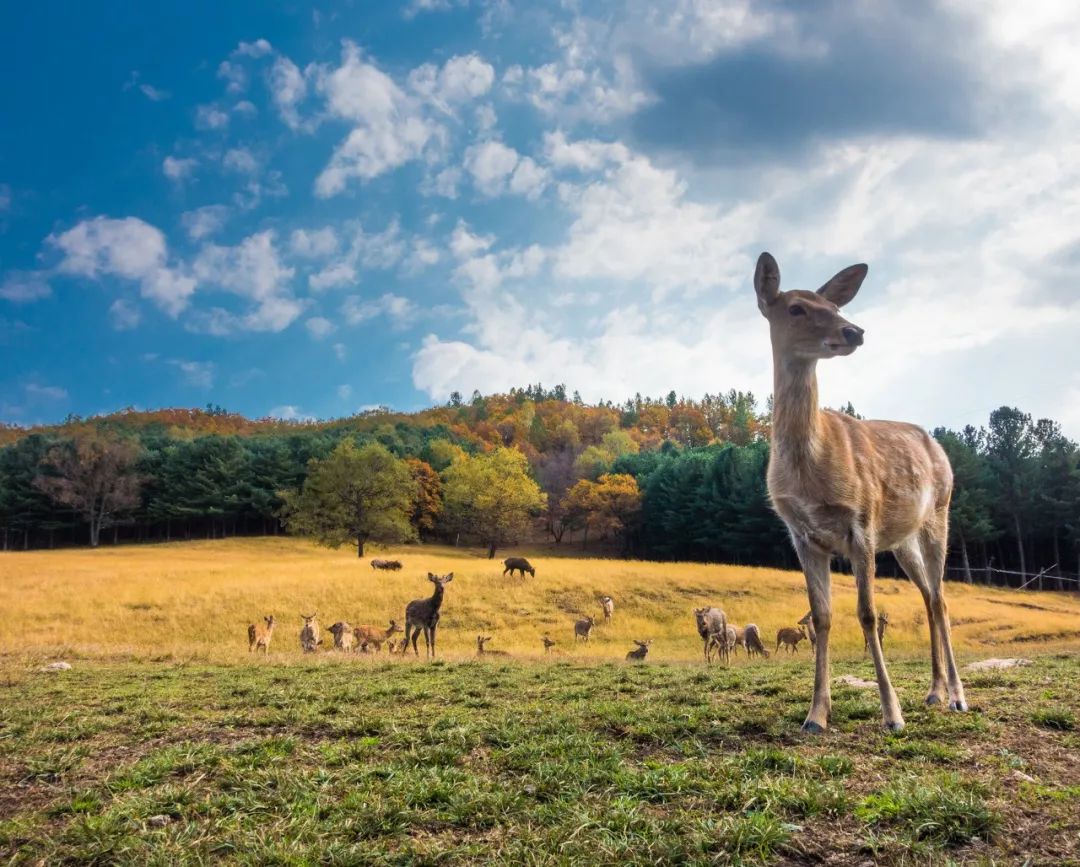 离俄罗斯只有一江之远,离黑龙江很近的俄罗斯城市