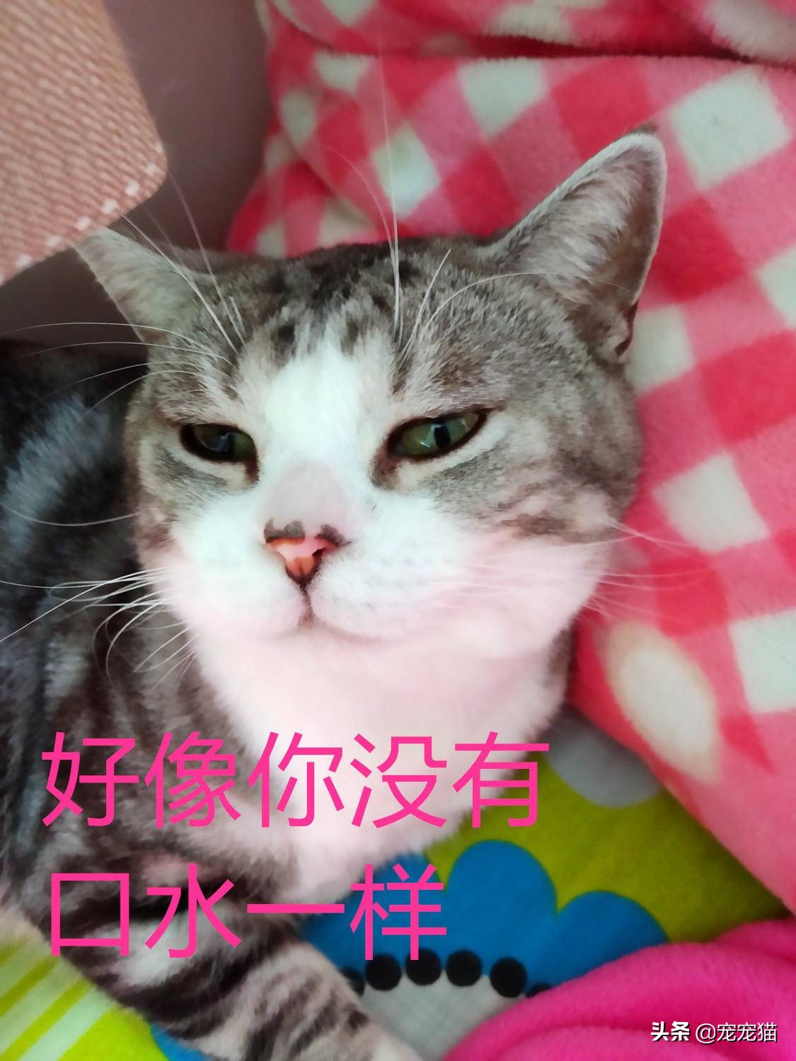 猫在你身上留下气味洗澡会洗掉吗,猫一直在你身上闻是为什么