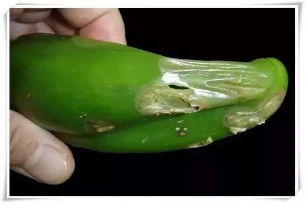 辣椒病害图谱大全大图,辣椒病害大全图片及防治方法