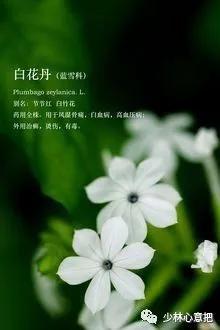 动物中药功效大全,中药药材大全及功效