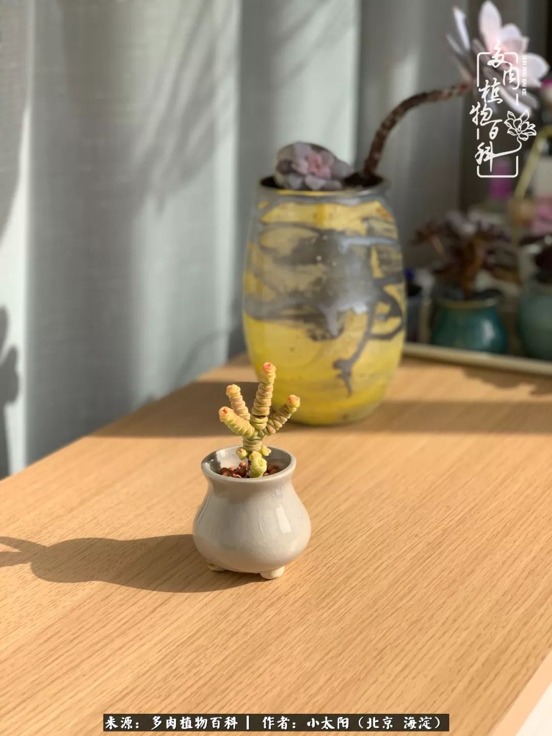 来自多肉的顽强生命力,与多肉朝夕相伴的美好时光