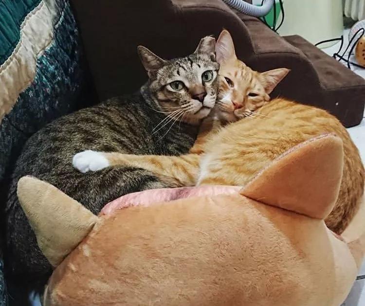 两只猫感情好不亲主人,两只猫感情好