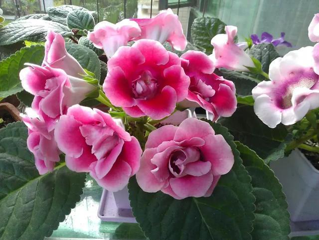 适合新手养的漂亮植物，价格便宜还好养活，来看看有没有你喜欢的