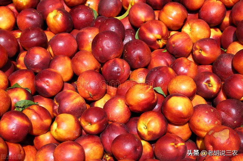 数万斤桃子倾倒路边,几万斤桃子烂树上后续