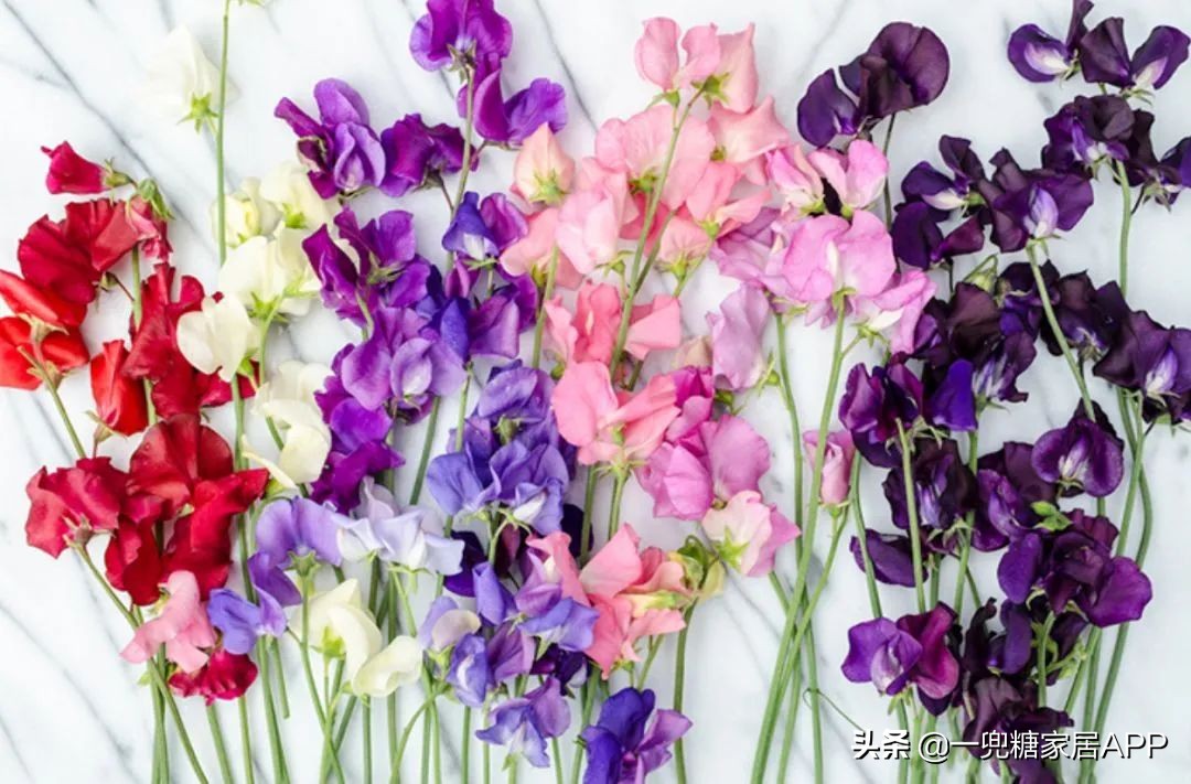 春天花会开|这20家植物淘宝店，植物杀手看了也想买！