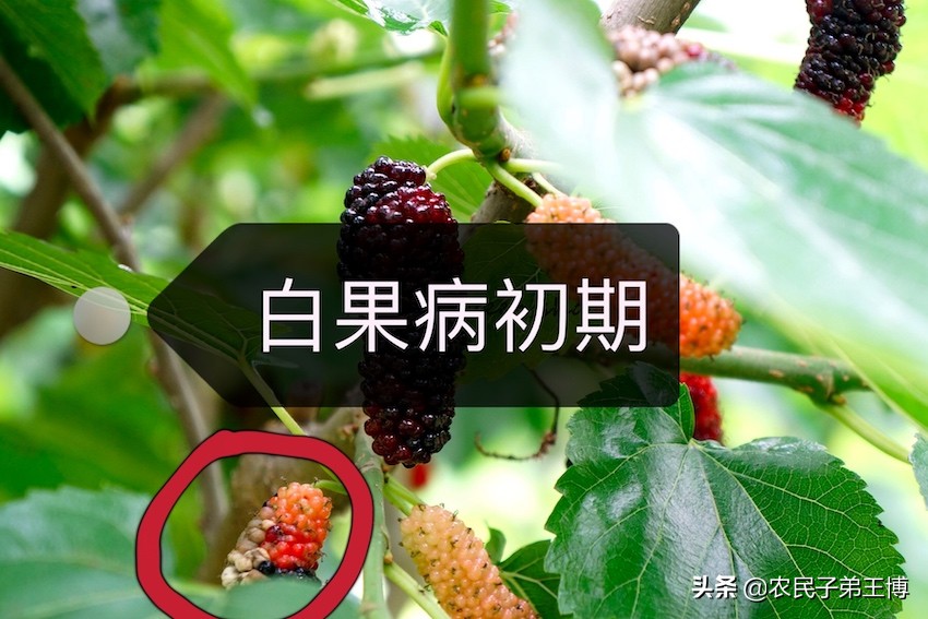 桑葚白果病什么时候防治,桑葚得白果病怎么补救