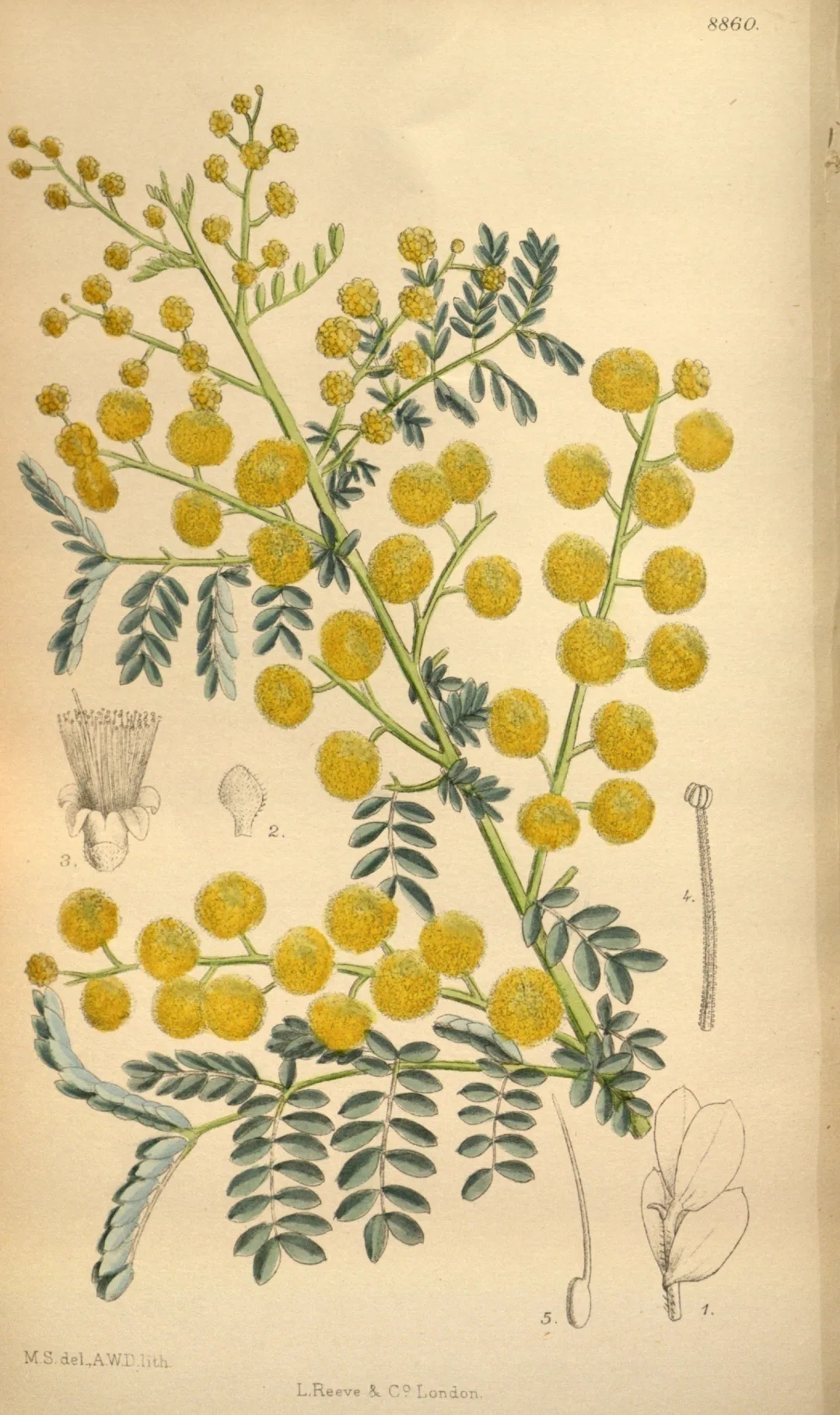 濒危稀有植物绘画,八大濒危珍稀植物