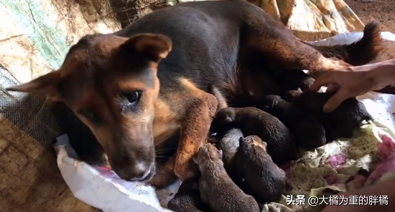 狗狗挖洞待产,分娩后遇到洞穴塌了,9只小狗先被救出