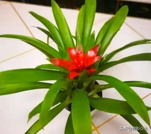 鸿运当头出小芽是不是花要开败了,鸿运当头花败了怎么浇水