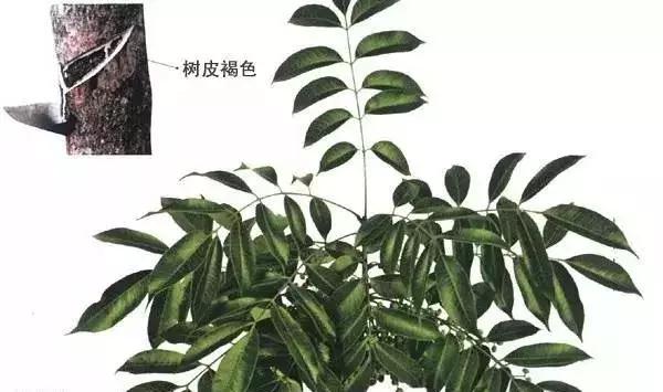 桐油跟水性油漆有什么区别,土漆和桐油的区别