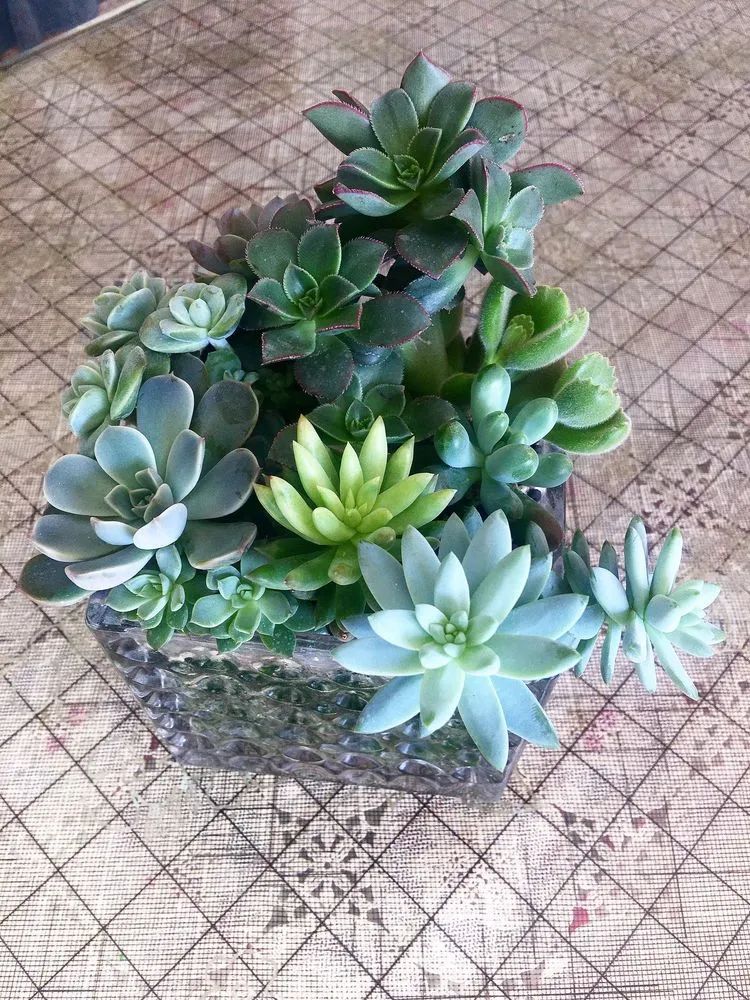 多肉新年寄语,养多肉七八年用心沉淀静待花开