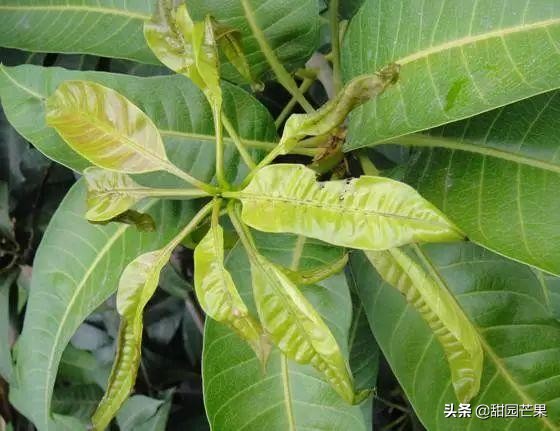 芒果树被霜冻过重新生长了不开花,刚种一年的芒果树开花要不要留