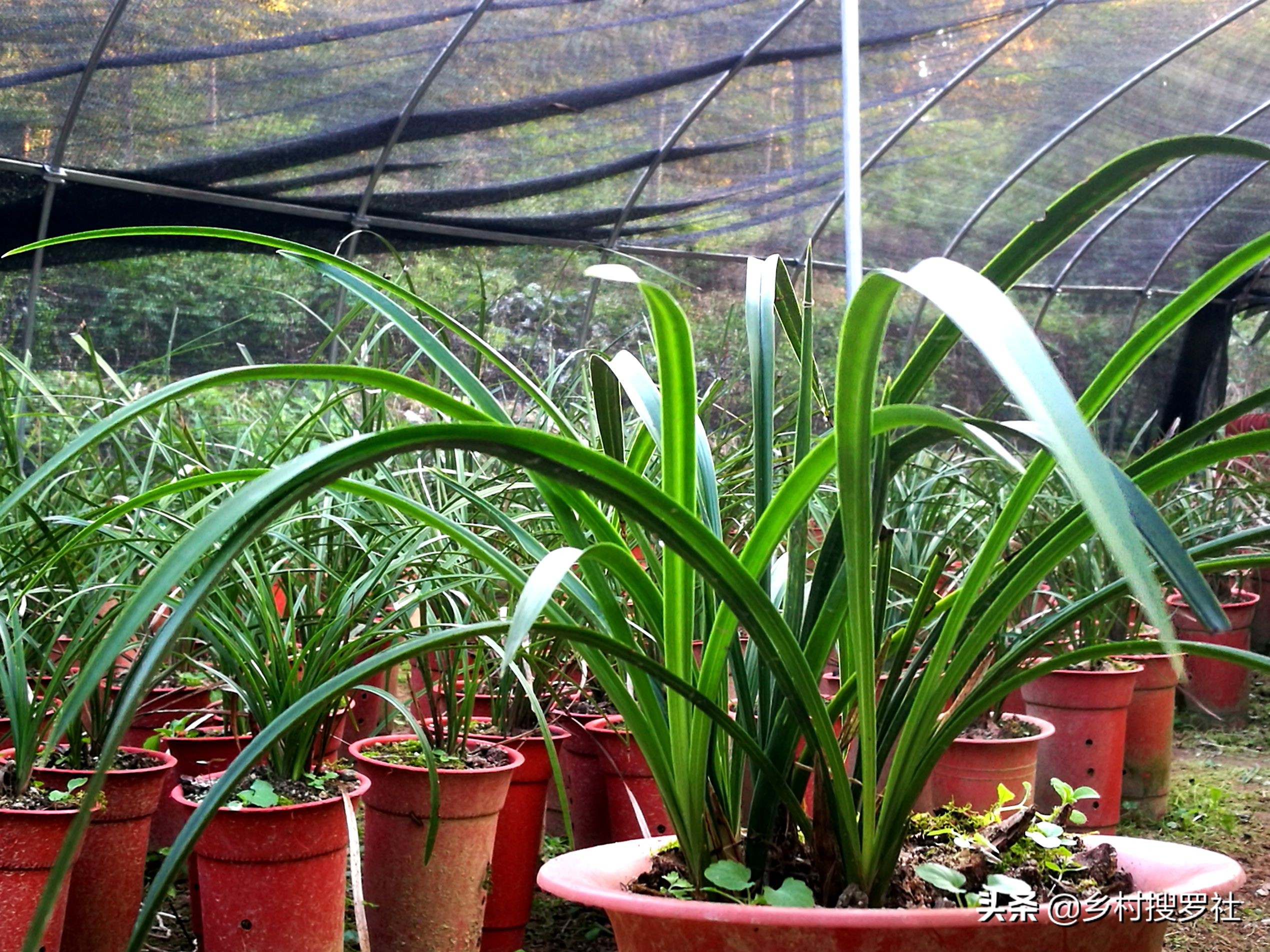 兰花的移栽方法和注意事项,如何将移栽的兰花尽快服盆