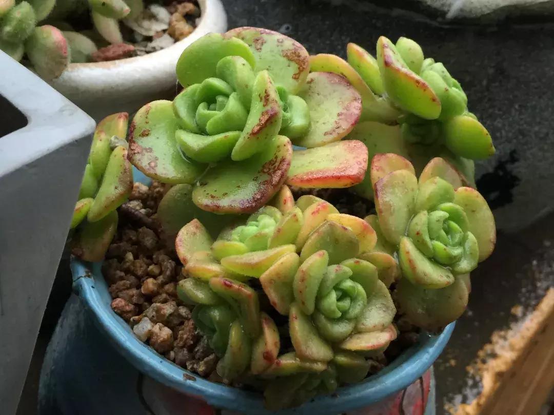 入夏怎样给扶桑浇水,无尽夏浇水的正确方法