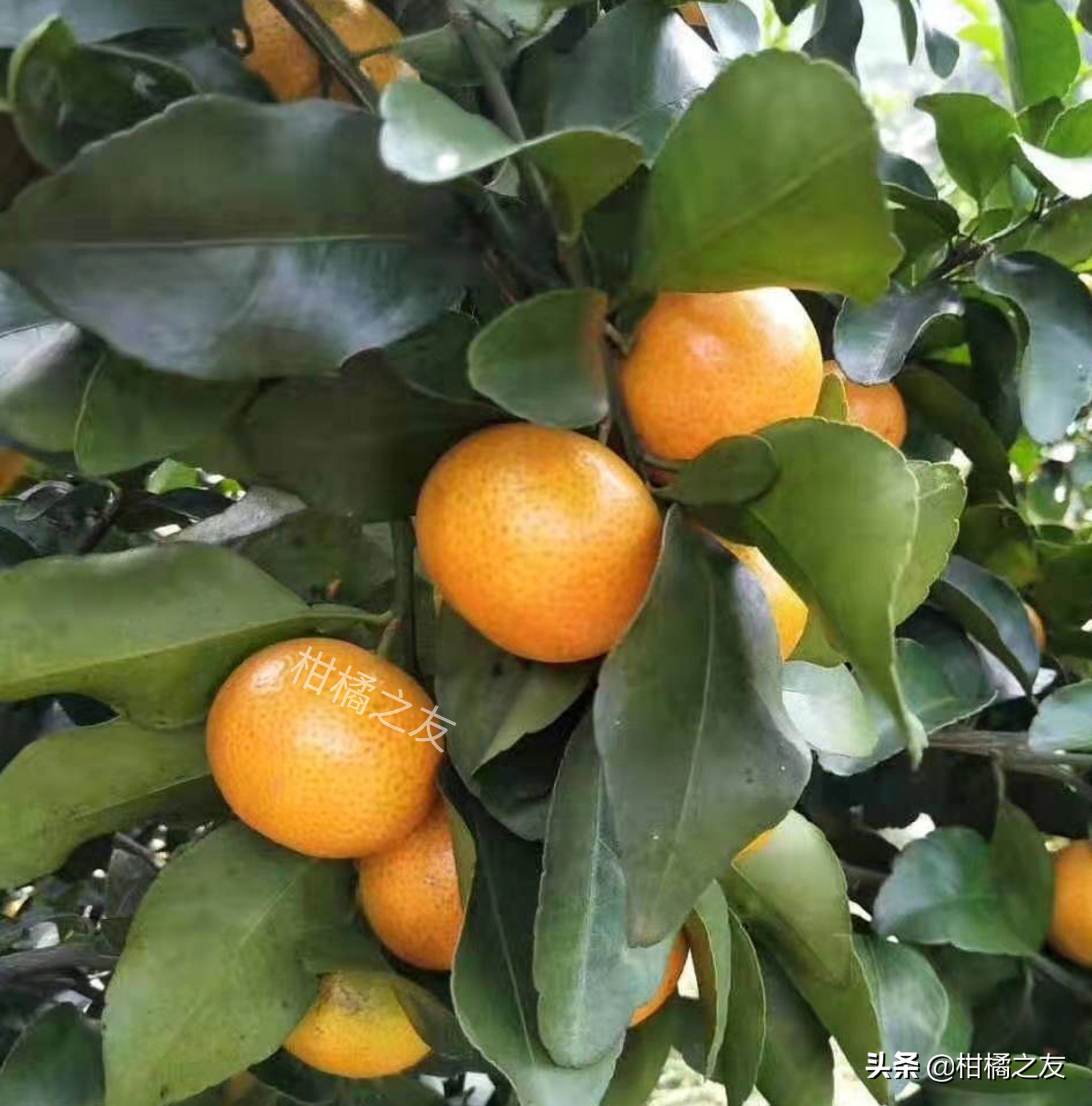 今天沙糖桔收购价多少,金秋砂糖桔目前价格行情