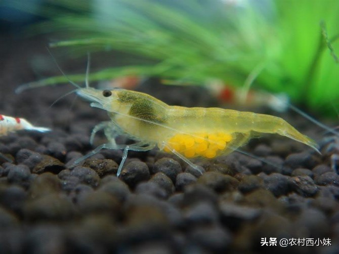 观赏虾品种排行榜前十名,观赏虾哪个品种好养又便宜