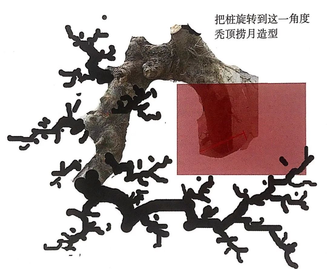 新手榆树盆景造型设计,榆树盆景造型设计教程