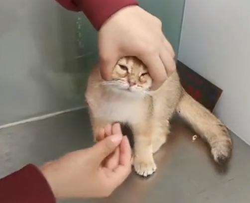 猫咪不吃药吃的药都吐出来怎么办,猫生病给猫喂很多药要注意什么