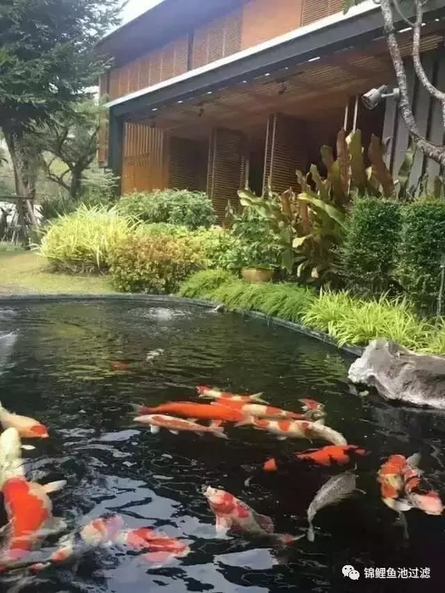 锦鲤在南方冬天有必要防寒吗,锦鲤冬天室外怎么过冬