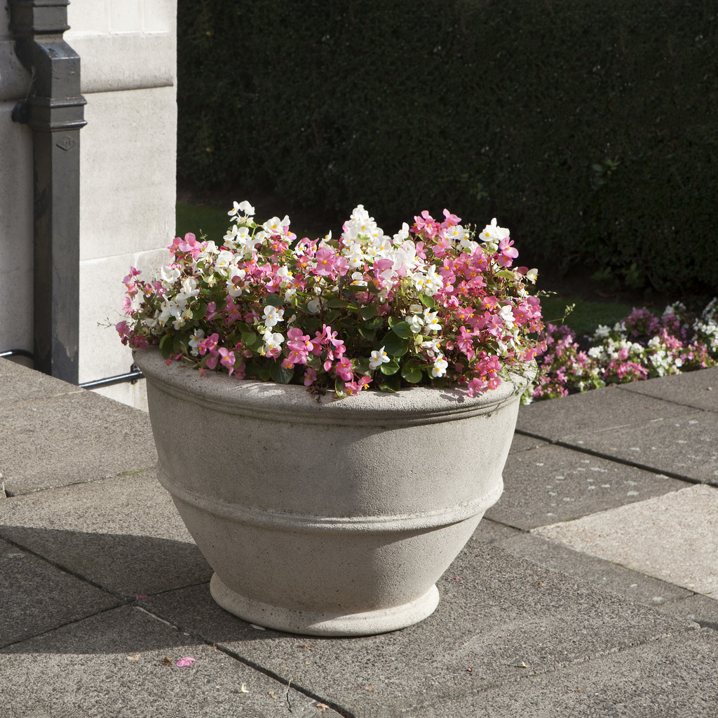 四季海棠养殖方法妙招,疯长的四季海棠养殖方法