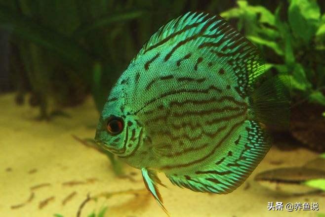 所有小观赏鱼大全,观赏鱼小鱼苗喂什么好